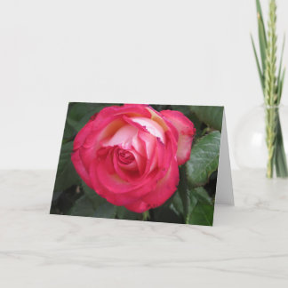 Red Rose Greeting Card