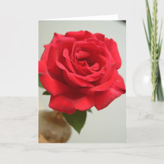 red rose holiday card