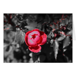 Red Rose / Isolated Colour