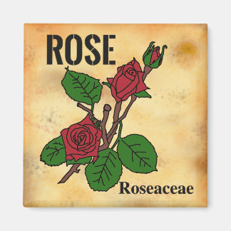 Red Rose line art aged paper style Magnet