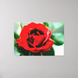 Red Rose Love Canvas Print