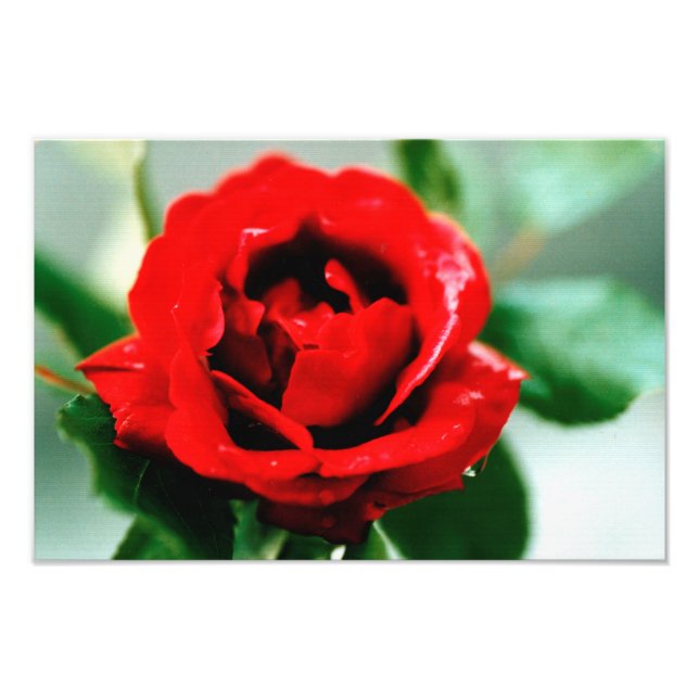 Red Rose Love   Photo Print (Front)