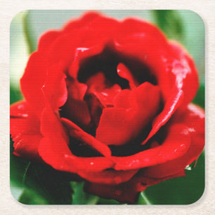 Red Rose Love Square Paper Coaster