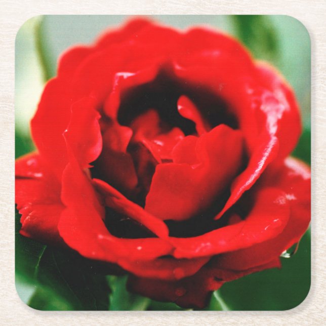 Red Rose Love   Square Paper Coaster (Front)