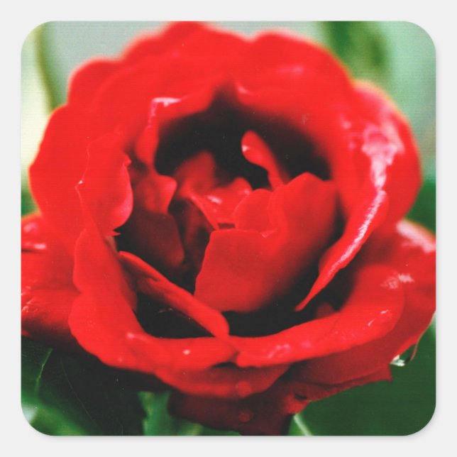 Red Rose Love  Square Sticker (Front)