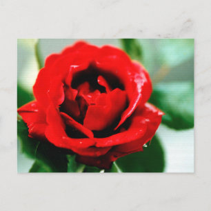 Red Rose Love Thank you Postcard