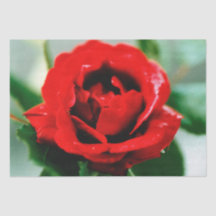 Red Rose Love