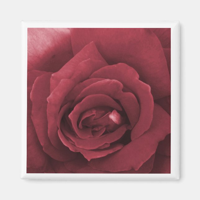 red rose magnet (Front)