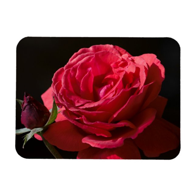 Red Rose Magnet (Horizontal)