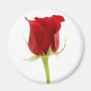 Red rose magnet