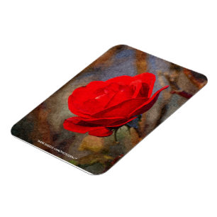 Red Rose Magnet