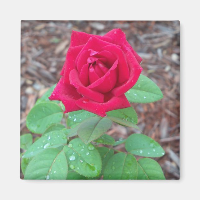 Red Rose Magnet (Front)