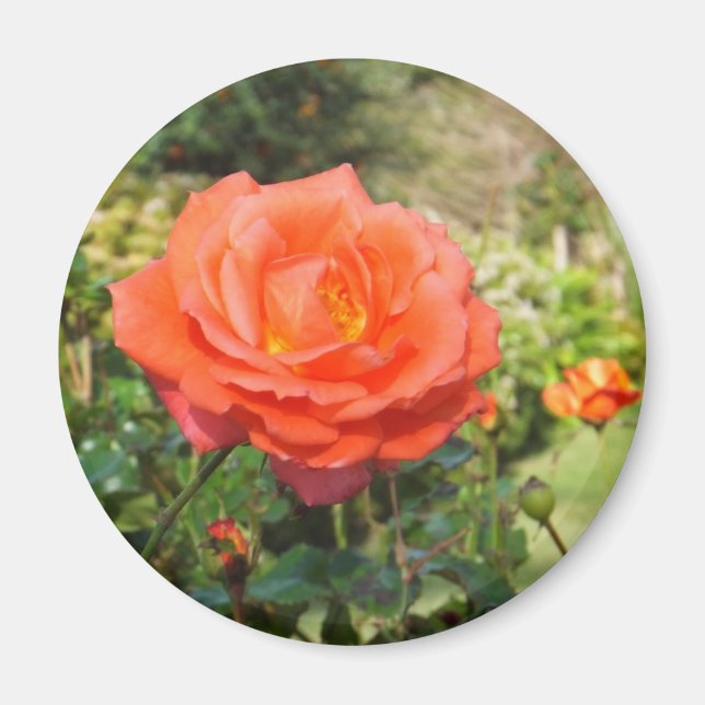 Red Rose magnet (Front)
