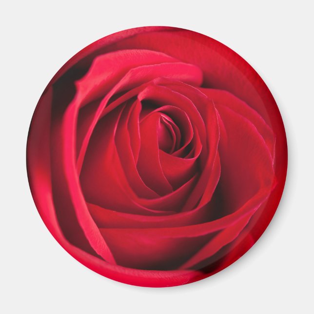 Red Rose Magnet (Front)