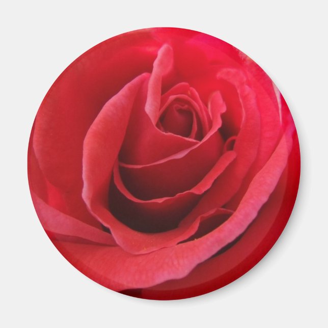 Red Rose Magnet (Front)