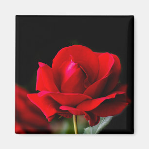 Red rose magnet