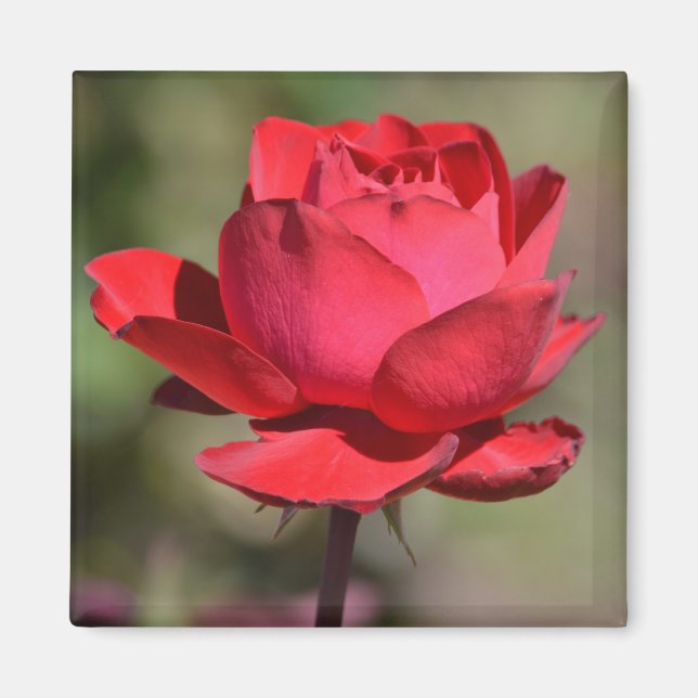 Red Rose Magnet (Front)