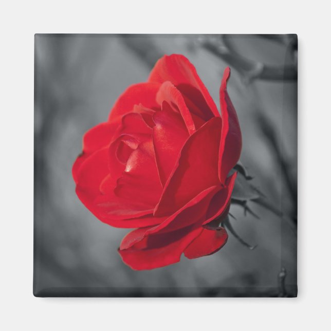 Red Rose Magnets (Front)