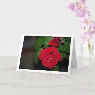 Red Rose Night Portrait Card