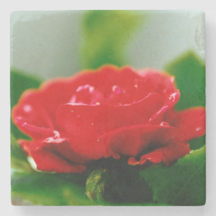 Red Rose of passion covered with dew drops  Stone Coaster