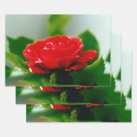 Red Rose of passion covered with dew drops