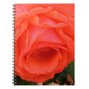 Red Rose of Summer Notebook