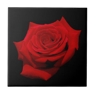 Red Rose on Black Background Tile