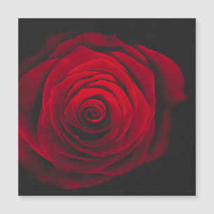 Red rose on black background vintage effect