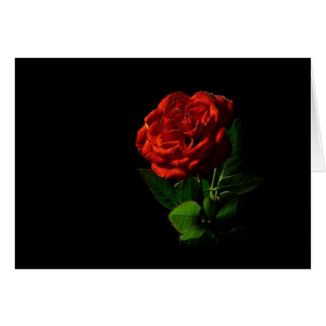 Red Rose on Black Floral (Front Horizontal)