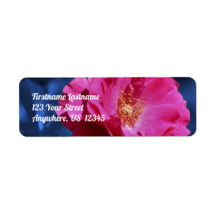 Red Rose On Blue Tint Flower Address