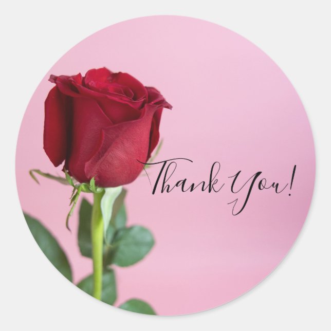 Red Rose on Pink Elegant Romantic  Classic Round Sticker (Front)