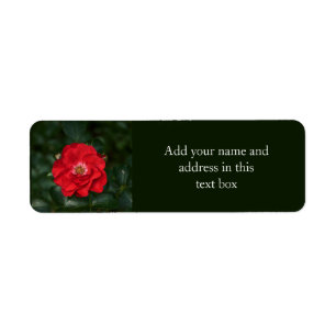 Red Rose P6568