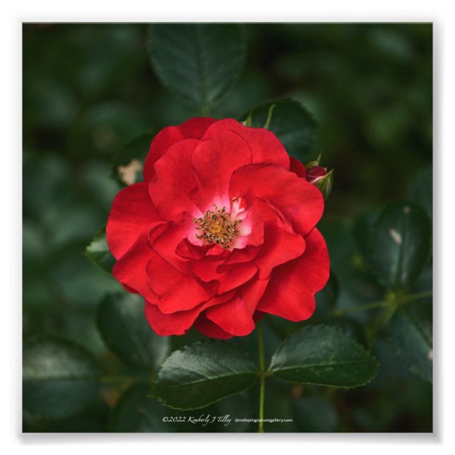 Red Rose P6568 Photo Print (Front)