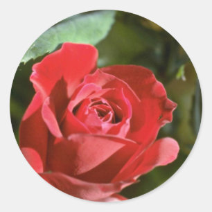 Red Rose, Partly Open flowers Classic Round Sticker
