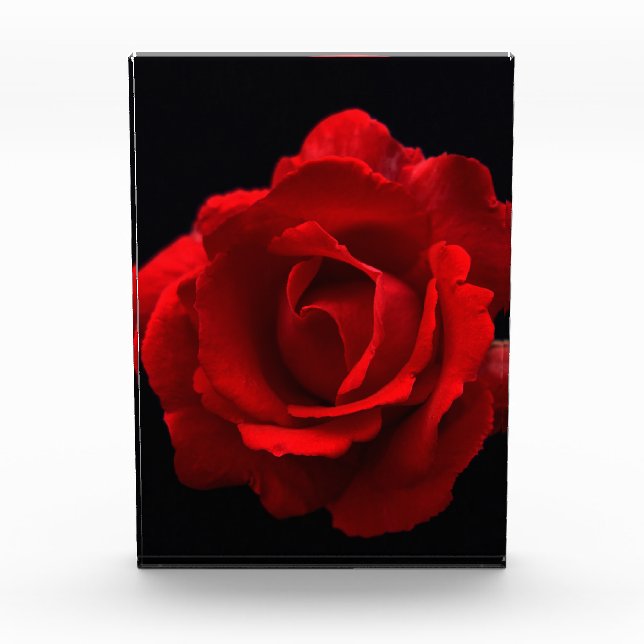 Red Rose pbcnm Photo Block (Front)