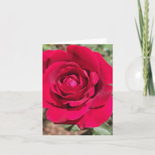 Red Rose Personalised Greeting Card