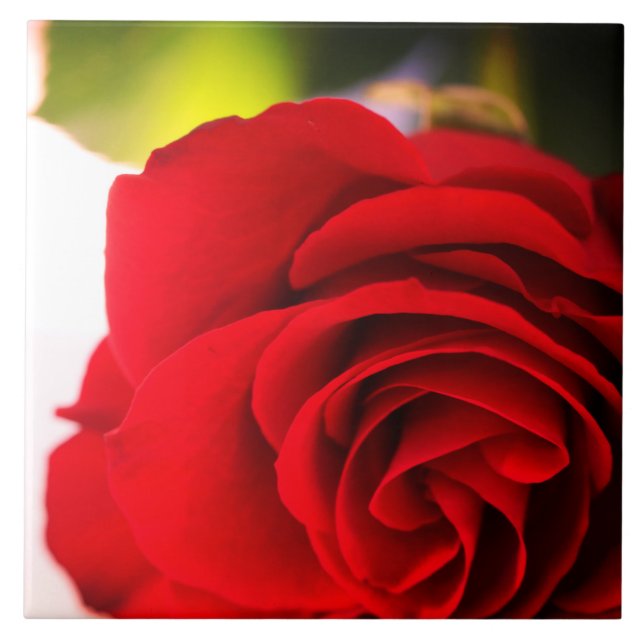 Red Rose Petals Flower Floral Tile (Front)