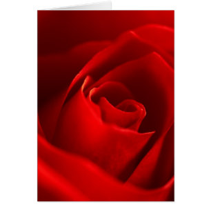 Red Rose Photo