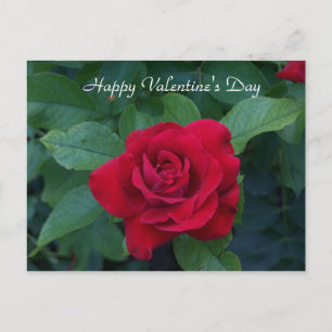 Red Rose Photo Holiday Postcard