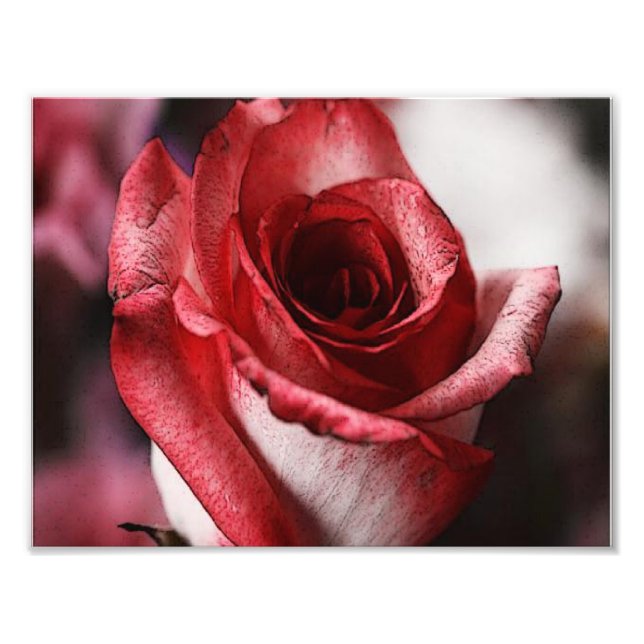 Red Rose Photo Print (Front)