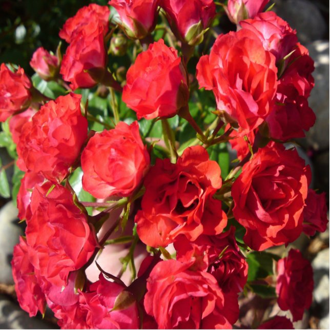 Red Rose Photo Sculpture (Front)