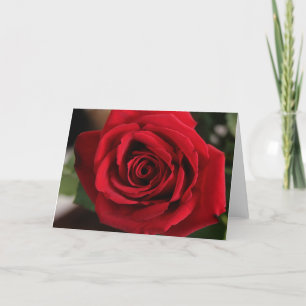 Red Rose Photograph Holiday Card