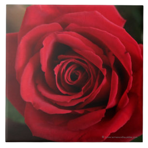 Red Rose Photograph Tile