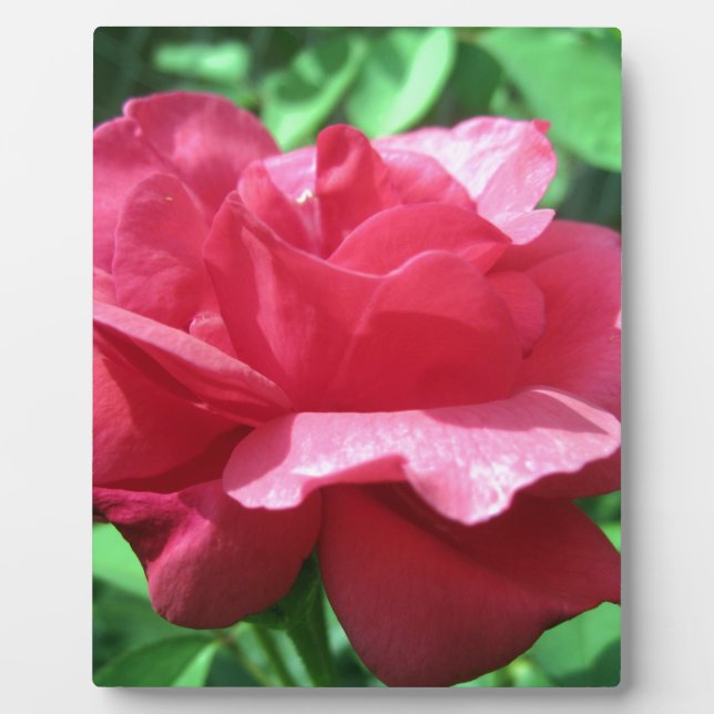 Red Rose Plaque (Front)