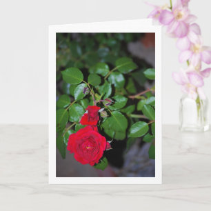 Red Rose Portrait Card
