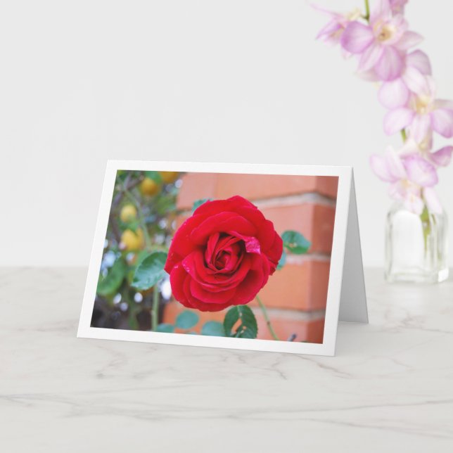 Red Rose Portrait Card (Orchid)
