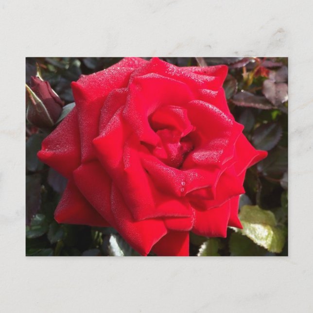 Red Rose Post Card (Front)