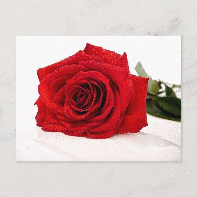 Red Rose Postcard (Front)