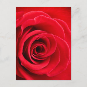 Red rose postcard