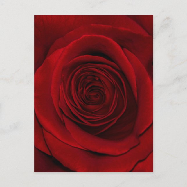 Red Rose Postcard (Front)